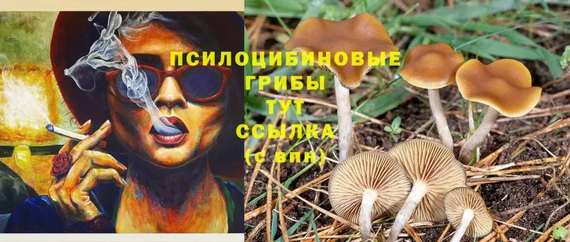 Псилоцибиновые грибы Cubensis  где можно купить наркотик  Анадырь 